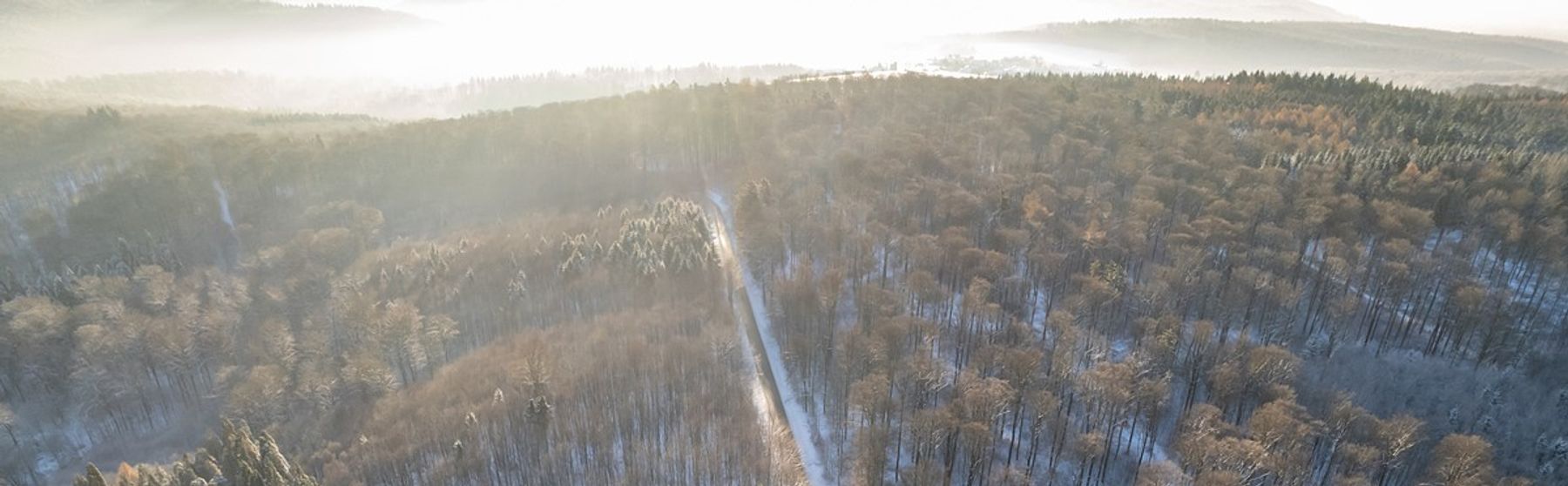 Luftaufnahme eines schneebedeckten Waldes mit einem schmalen Pfad zwischen den Bäumen, sanft beleuchtet vom morgendlichen Sonnenlicht, das durch den Nebel dringt.